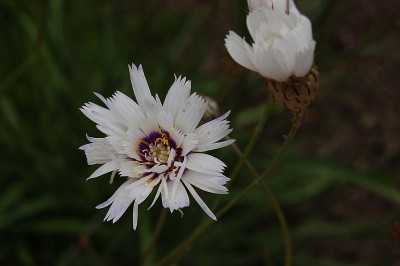 Catananche caerulea 'Alba' - medium image 1