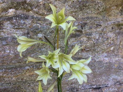 Gladiolus tristis - medium image 1