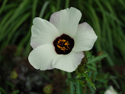 Hibiscus trionum - medium image 1