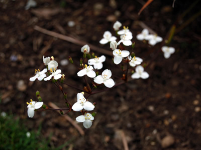 Libertia grandiflora - medium image 1