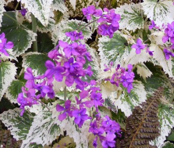 Lunaria annua 'Variegata' purple flowered - medium image 1