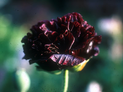 Papaver somniferum 'Black Beauty' - medium image 1