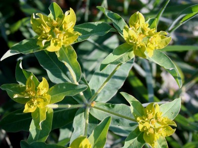 Euphorbia oblongata - medium image 2