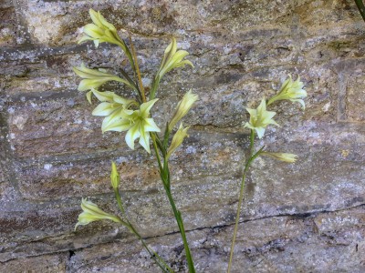 Gladiolus tristis - medium image 2