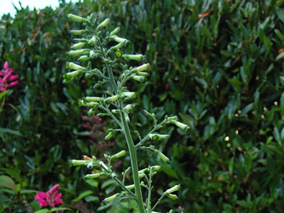 Nicotiana knightiana - medium image 2