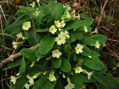 Primula vulgaris - medium image 2