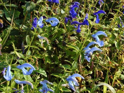 Salvia patens 'Cambridge Blue' - medium image 2