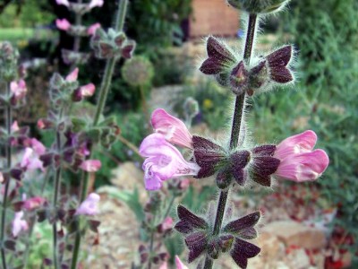 Salvia recognita - medium image 2