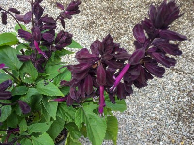 Salvia splendens 'Lighthouse Purple' - medium image 2