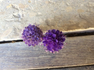 Succisa pratensis 'Derby Purple' - medium image 2