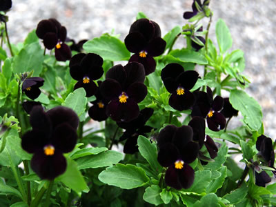 Viola 'Bowle's Black' - medium image 2