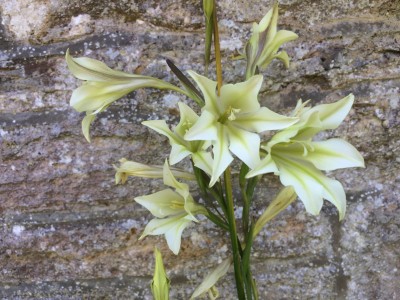 Gladiolus tristis - medium image 3