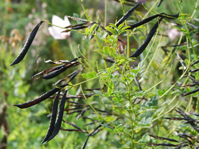 Lathyrus niger - medium image 3