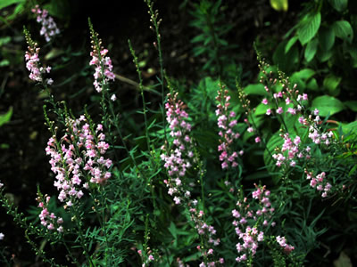 Linaria purpurea 'Canon Went' - medium image 3
