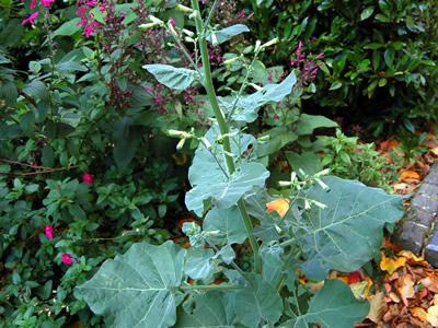 Nicotiana knightiana - medium image 3