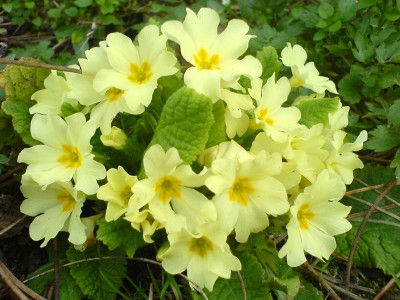 Primula vulgaris - medium image 3