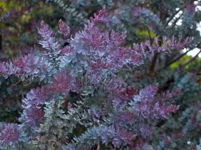 Acacia baileyana 'Purpurea' - medium image 4
