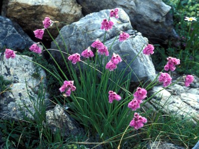 Allium narcissiflorum - medium image 4