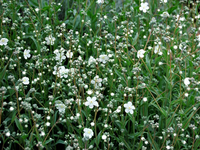 Omphalodes linifolia - medium image 4