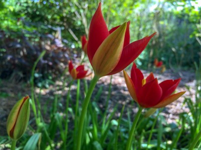 Tulipa sprengeri AGM - medium image 4