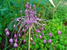 Allium carinatum ssp. pulchellum AGM