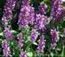 Agastache 'Rose Mint' - small image 1