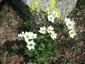 Anemone narcissiflora - small image 1