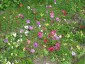 Anemone pavonina - small image 1