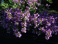 Chaenorrhinum origanifolium - small image 1