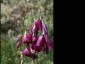 Dierama pulcherrimum ex 'Blackbird' - small image 1