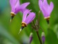Dodecatheon meadia AGM - small image 1