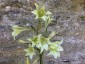 Gladiolus tristis - small image 1