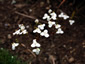 Libertia grandiflora - small image 1