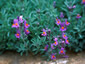 Linaria alpina - small image 1