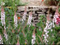 Linaria purpurea 'Canon Went' - small image 1