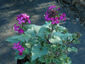 Lunaria annua 'Munstead Purple' - small image 1