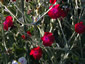 Lychnis coronaria 'Blood Red' - small image 1