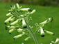 Nicotiana knightiana - small image 1