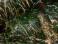 Oryzopsis miliacea - small image 1