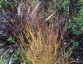 Panicum virgatum 'Sangria' - small image 1