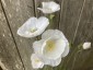 Papaver rhoeas 'Bridal Silk' - small image 1