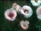 Papaver rhoeas 'Mother of Pearl' - small image 1
