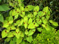 Persicaria virginiana 'Filiformis' - small image 1