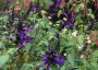 Salvia 'Amistad' - small image 1