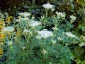 Selinum wallichianum - small image 1