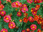 Tagetes 'Cinnabar' from Gt Dixter - small image 1