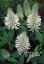 Trifolium rubens 'Frosty Feathers' - small image 1