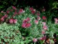 Anthyllis montana 'Rubra' AGM - small image 2
