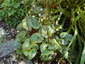 Beesia calthifolia - small image 2