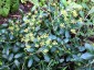 Bupleurum fruticosum - small image 2